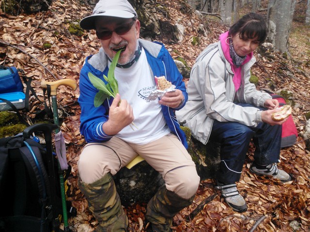 medve hagymát rágcsálva