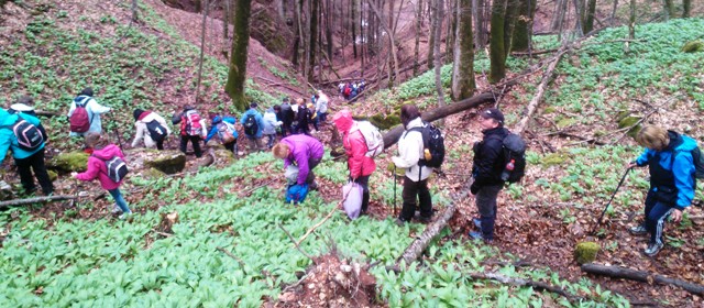 medve hagymák között